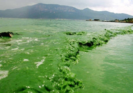 太湖水污染事件