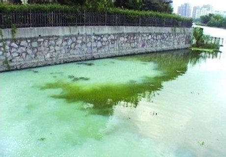 南京江宁百家湖牛奶水污染
